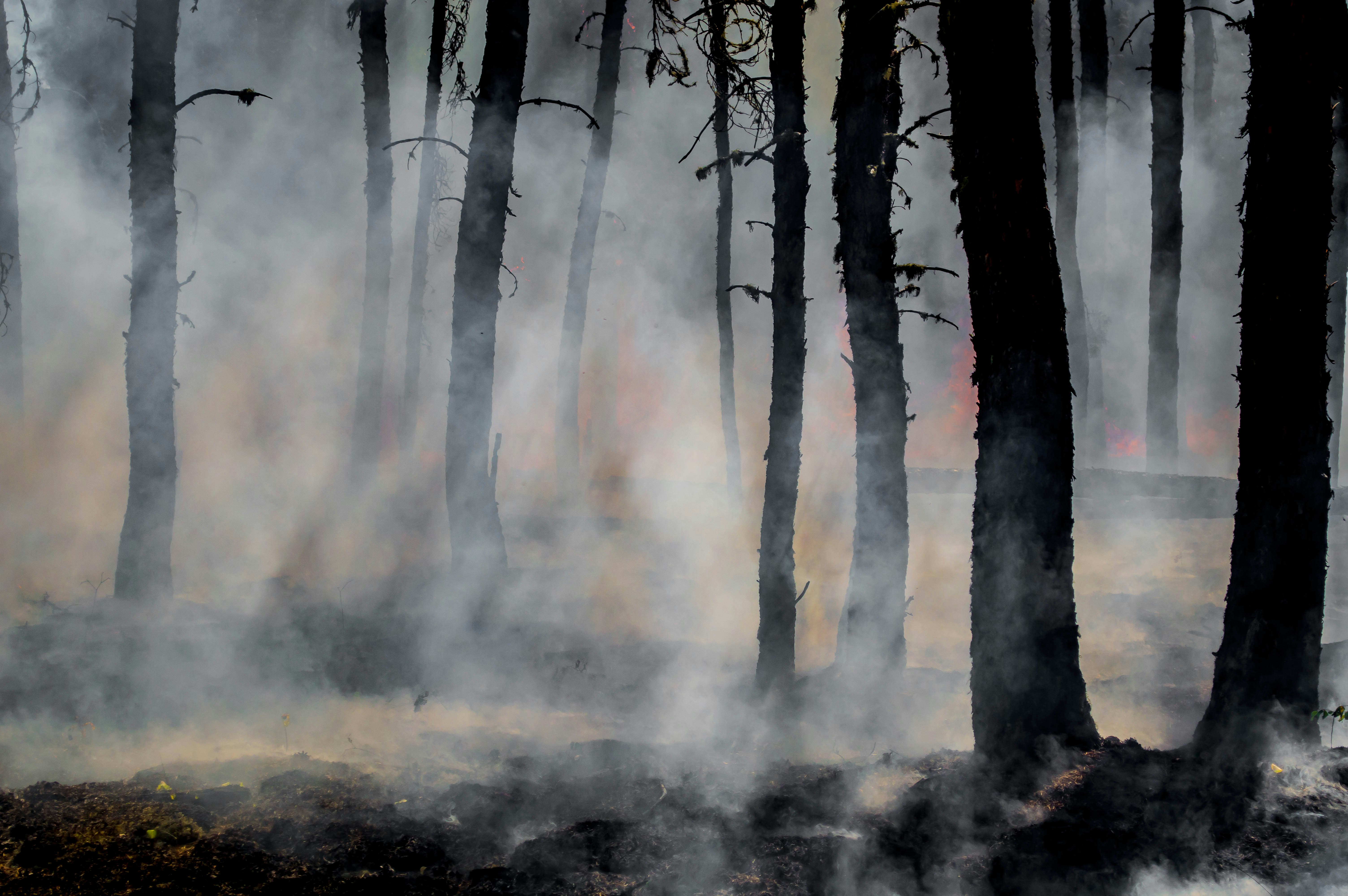 A forest fire burns among tall trees.